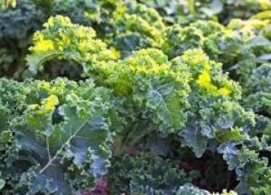 Назван самый полезный вид капусты