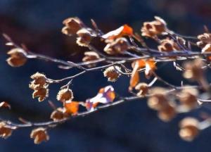 Прогноз погоды на 24 ноября: в Украину придут морозы