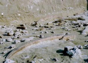 В Италии обнаружили уникальные инструменты неандертальцев (фото)