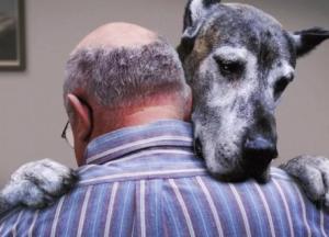 Собаки чувствуют стресс вместе со своими хозяевами