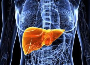 Ученые рассказали, как восстановить печень после употребления алкоголя