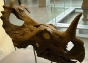 Ученые выявили рак костей у динозавра, жившего 76 млн лет назад