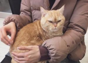 Угрюмый кот изменился до неузнаваемости, когда у него появились хозяева (фото)