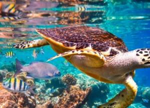 На Земле появятся гигантские "мертвые зоны" - ученые