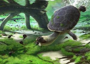 Ученые нашли останки "лягушачьей черепахи" - жила около 70 млн лет назад