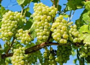 Названы болезни, при которых опасно есть виноград