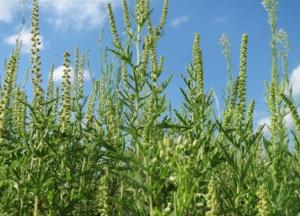 Заслуженный врач Украины Тодуров предупредил украинцев об опасности амброзии (видео)