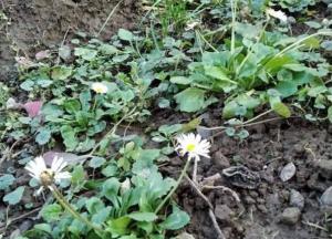 В Украине перед Новым годом начали цвести ромашки (фото)