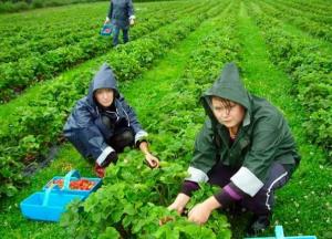 Сколько украинцы получают на заработках в Польше: названы цифры