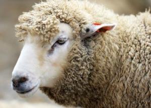 В Харькове у входа в магазин подвесили тушу овцы с распоротым животом