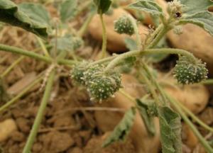 Ученые разгадали 1000-летнюю тайну средневековых алхимиков