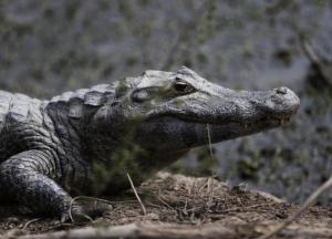 В зоопарке Цюриха застрелили редчайшего крокодила (фото)