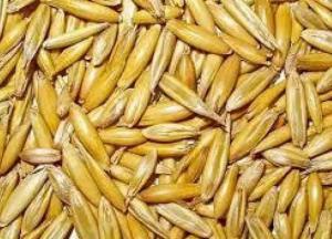 Медики назвали продукт, снижающий уровень холестерина в крови