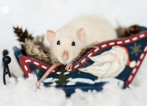 Год Белой Крысы: что нельзя делать в 2020 году 