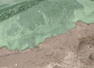На пляже Николаева вода стала ядовито-зеленой (фото)
