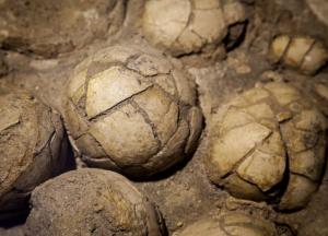 В Китае мальчик нашел 11 яиц динозавров