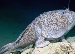 В Мексиканском заливе обнаружили рыбу с «ногами» (видео)