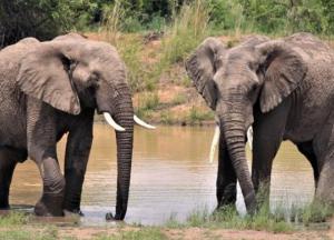 В Индии мужчина завещал миллионы спасшим его слонам