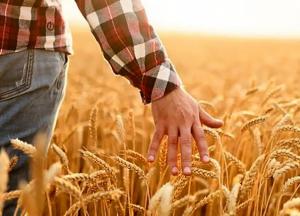 В Украине впервые отмечают День фермера