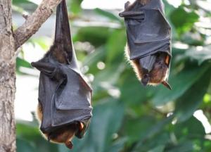 Ученые выявили у летучих мышей еще один тип коронавируса