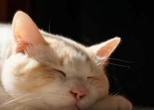 Прогноз погоды на 16 октября: в Украине продолжается "бабье лето"