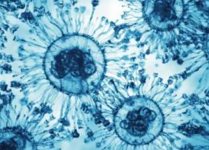 Новий штам COVID-19 «Цикада» поширюється світом: що відомо про ризики для дітей