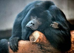 Удивительные находки показали, что древние обезьяны переплывали Атлантику 