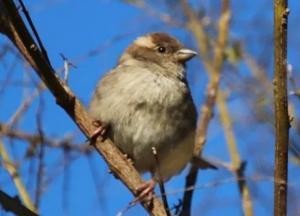 Прогноз погоды на 17 апреля: в Украине будет тепло и солнечно