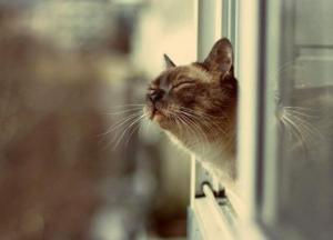 Прогноз погоды на 14 января: в Украине тепло и сухо