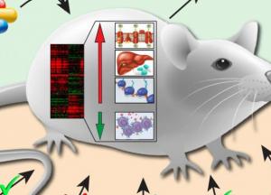 Ученые открыли способ продлить жизнь