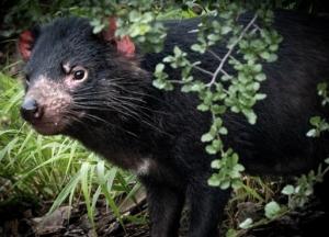 В Австралии родились тасманийские дьяволы