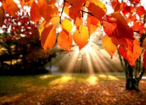 Прогноз погоды на 1 октября: день будет ласковым, как рыжий котенок