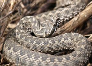 Змії та інші тварини масово помирають на Дніпропетровщині через кліматичні зміни (фото)