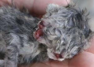 В Таиланде родился двухголовый котенок (фото, видео)