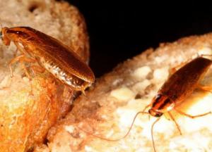 Стало известно, почему невозможно избавиться от тараканов
