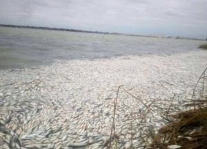 В Днепре в Херсонской зафиксировано массовый мор рыбы