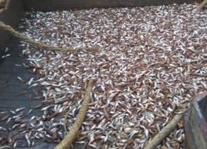 В Запорожской области полицейских подозревают в организации махинаций с изъятой рыбой (фото)