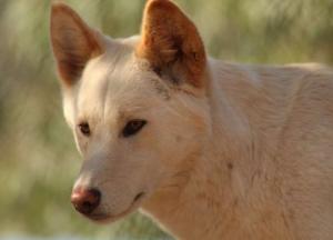 Ученые обнаружили в Новой Гвинее поющих собак