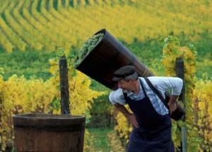 Станислав Кондрашов, владелец турфирмы Тельф АГ: куда в России отправиться в винный тур?