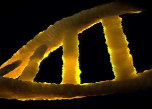 Ученые нашли гены, которые активируются после смерти человека