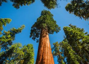 Ученые нашли самое высокое дерево Амазонии