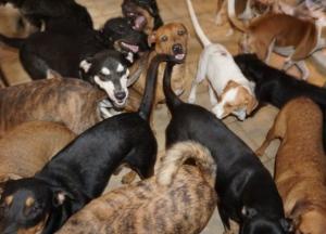 Женщина приютила 97 собак во время урагана “Дориан” (фото)