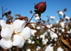 ГМО-растения оказались полезными для здоровья