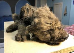 В Сибири нашли останки самого древнего щенка в мире (фото)