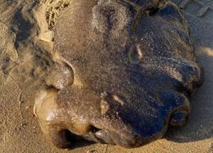 В Австралии нашли неопознанное морское существо