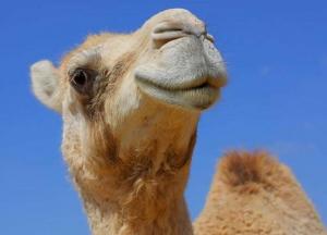 На конкурсе красоты дисквалифицировали 40 верблюдов за инъекции ботокса 