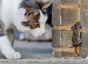 Ученые выяснили, когда у европейцев завелись мыши и кошки