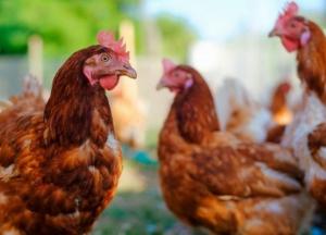 В Полтавской области на птицефабрике погибли 600 тысяч кур