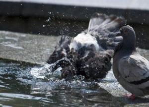 Прогноз погоды на 23 июня: в Украине жара до +35 градусов