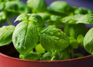 Назван продукт, защищающий от болезни Альцгеймера